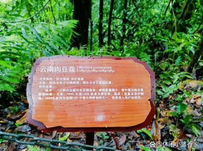 西双版纳4.6级地震，自然之威与人文关怀的交响