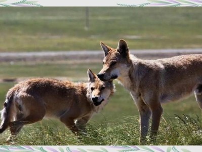 林草局提醒，带娃喂狼需谨慎，保护自然生态平衡