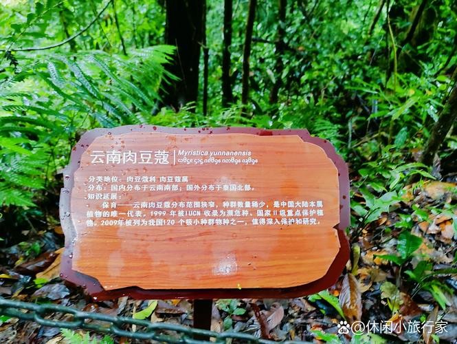 西双版纳4.6级地震，自然之威与人文关怀的交响